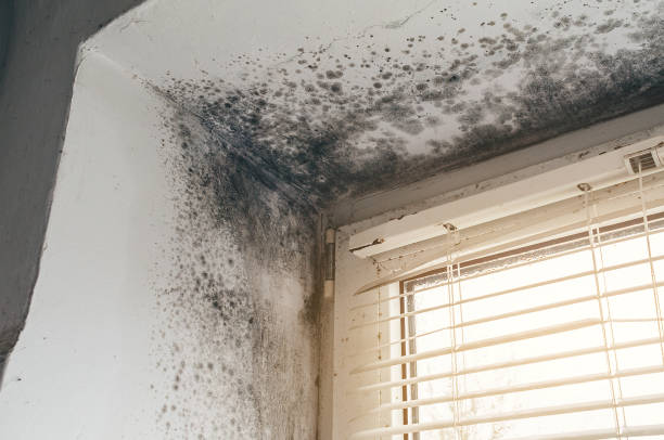 Affordable Hvac And Air Duct Mold Remediation solutions in Huntington, TX